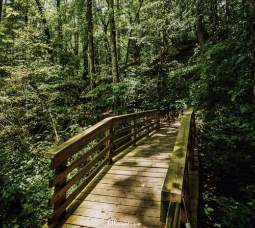 W Kerr Scott Dam Reservoir - Hiking Trails - Photo by Lisa Soots