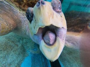 Visiting Sea Turtle Inc is another of the fun activities on South Padre