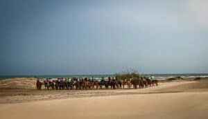 This image features a large group of horseback riders gathering on the beach to enjoy a sunset ride in South Padre.