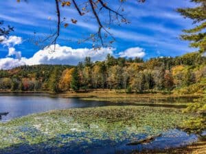 This image features a lake with fallen leaves not he surfaced and autumn trees in the background with a blue sky above.