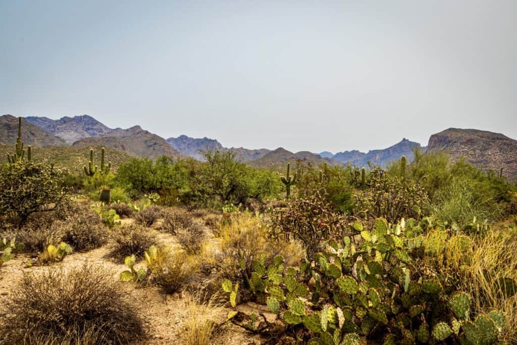 Sabino Canyon Recreation Area is a great area for hiking in Tucson - photo by Lisa Soots