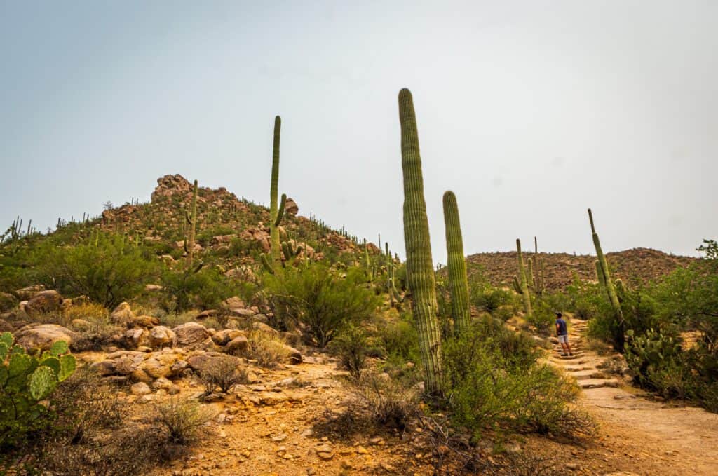 Saguaro National Park is a unique option for hiking inTucson - photo by Lisa Soots
