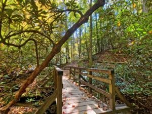 This image features a wooden bridge on a trail at Stone Mountain State Park, North Carolina. There are falls leaves on the ground.
