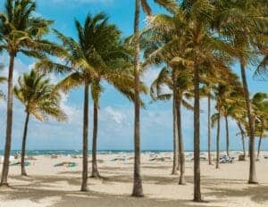 This image features rows of swaying palm trees in the foreground, rows of beach chairs behind, and a pretty blue Atlantic ocean in the background.