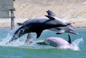 Fun Activities on South Padre Island include a day at the Dolphin Research & Sea Life Nature Center. You can see dolphins play and swim as they are doing in this image.