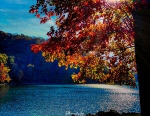 Fall Photography Ideas - Backlit Trees