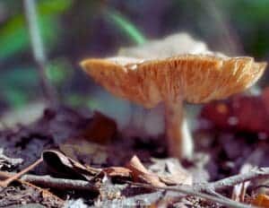 Fall Macro Photography Ideas