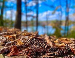 Autumn Pines Cones - Fall Photography Ideas