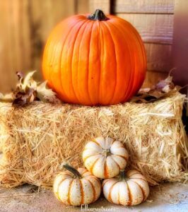 Autumn Photography Ideas