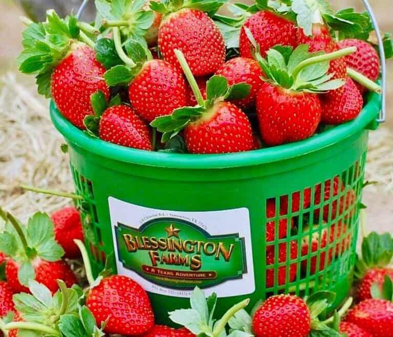 Fun Family Day Trips Near Houston 