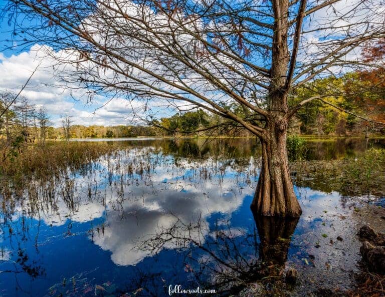 Best Day Trips from Houston for Nature Lovers - Brazos Bend State Park