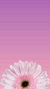 Pink Aesthetic Wallpaper of a Pink Background with a half of a white daisy at the bottom