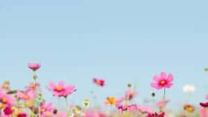 Pretty Sping Aesthetic Wallpapers