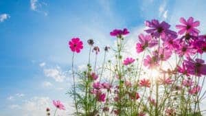 This image features a field colorful wildflowers  with a pretty blue sky above