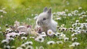This image features a cute bunny rabbit sitting in a field of daisies and green grass.