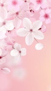 This image features a close up view of cherry blossoms on a pink background.