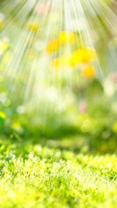 This image features a green field in the spring time with yellow flowers above and sunlight glowing in the background.