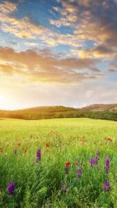 Spring Aesthetic Wallpapers