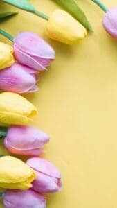 This image features pink and yellow tulips laying on a yellow background