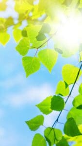 This image is of green leaves in the wind with a blue sky and sun in the background