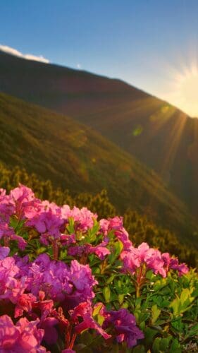 This image is of a mountain landscape with a pink rhododendrons in the foreground and the sun shining above.