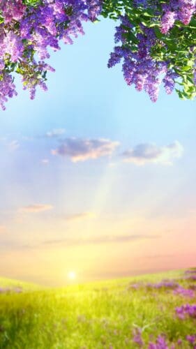 Spring Aesthetic Phone Wallpapers