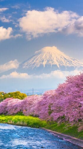 This image features a gorgeous set of cherry blossom trees in the foreground and the majestic Mount Fuji hovering above in the background.