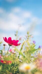 This image is of a field of wildflowers in a close up shot with pink and purple blooms.