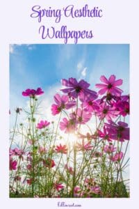 Pinterest Pin Image with light purple background and pink wildflowers with the sun shining through them
