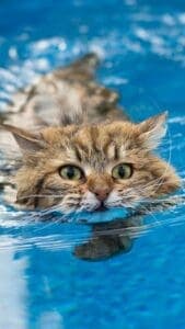Cute summer wallpapers - this image is of a brown tabby cat swiimming in the pool