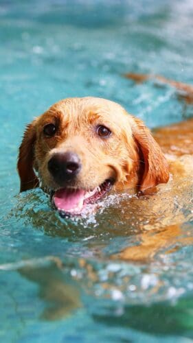 This image features a labrador retriever swimming in the pool.