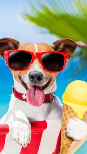 Cute Summer Wallpapers - This image features a Jack Russell Terrier wearing red sunglasses and holding an ice cream cone