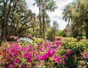 Magnolia Plantation is one of the prettiest places in Charleston - this image features a beautiufl green landscape with a row or bright pink flowers in front anad a lovely white bridge and trees on the otheer side of the flowers.