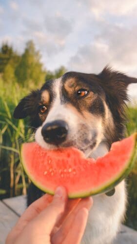 This image is of a black and white sheltie dog holding a piece of watermelon in his mouth.