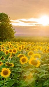 Pretty Aesthetic Wallpapers - This image features a sunflower field with a large tree in the left background and the glow of the sun from above