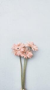 This image features three pink flowers with green stems sitting together on top of a muted blue background