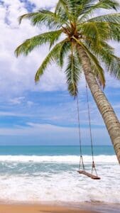 This image features a beautiful beach scene with a leaning palm treee that has a swing.