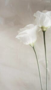 This image features two soft white flowers with green stems with a neutral gray background