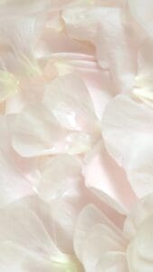This image features white flowers petals laying on a soft pink background