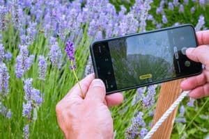 Phone Photography Tips - Close-up of hands capturing lavender flowers with a smartphone.