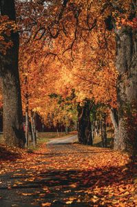 Scenic autumn pathway surrounded by vibrant orange and yellow trees, covered with fallen leaves.