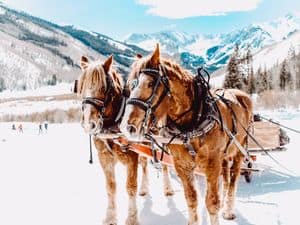 Two horses pull a sled in snowy Aspen with stunning mountain backdrop. Aspen, Colorado is one of the Best US Winter Vacations.